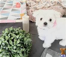 maltese puppy posted by Miracle Maltese
